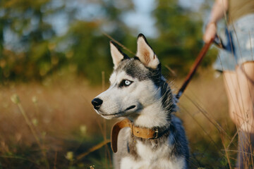 Portrait of a husky dog ​​on a leash for a walk against the backdrop of an autumn landscape of sun-scorched grass