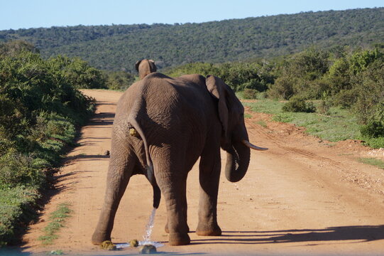 Elefante orinando