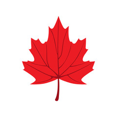 Maple leaf of bright color on a white background.