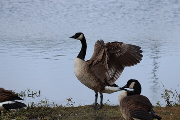 Canadian Goose Flapping Wings