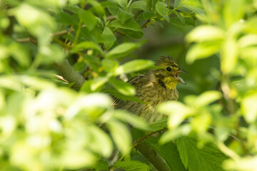 Yellowhammer making noise behind lush leaves during a sunny summer day in Estonia, Northern Europe