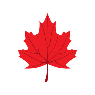 Maple leaf of bright color on a white background.