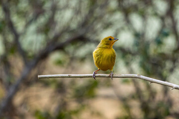 A male of Saffron Finch also known as Canario or Chirigue Azafranado is a yellow bird typical of Brazil. Species Sicalis flaveola. Birdwatcher.  Bird lover. Birding. Yellow bird.