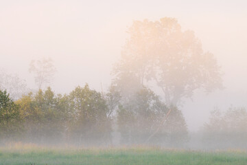 A calm and misty spring morning on a meadow during a sunrise. 