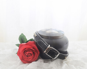 Collar around an urn and a red rose of a in remembrance of a beloved pet