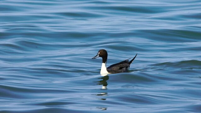 Wildlife - Birds. The Northern Pintail (Anas acuta) inhabits a wide range of habitats, including sheltered deltas, saltwater marshes, inland shallow waters, and coastal lagoons. They feed on plants in