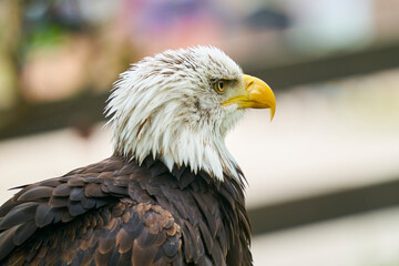 Obraz premium AGUILA 3