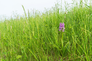 Beautiful Military orchid, Orchis militaris blooming on a lush meadow in Estonia