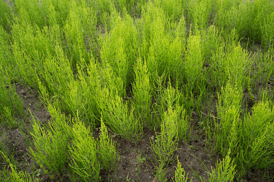 A large group of Field horsetail, Equisetum arvense growing on an agricultural field in Estonia, Northern Europe