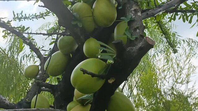 Mexican calabash, big exotic fruit green tree in the garden
