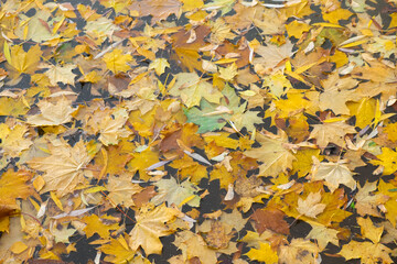 Fallen colored leaves on the water surface. Colorful autumn background.