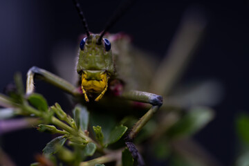 South African Milkweed Locust Grasshopper with beautiful coloring and patterns and textures . showing the Beauty in nature. Closeup makro photograph in a studio with isolated on a  black background.
