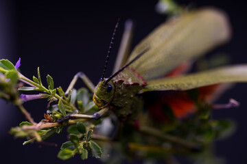 South African Milkweed Locust Grasshopper with beautiful coloring and patterns and textures . showing the Beauty in nature. Closeup makro photograph in a studio with isolated on a  black background.