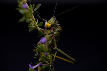 Motivational Hang in there, South African Milkweed Locust Grasshopper with textures . showing the Beauty in nature. Closeup makro photograph in a studio with isolated on a  black background.
