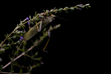 South African Milkweed Locust Grasshopper with beautiful coloring and patterns and textures . showing the Beauty in nature. Closeup makro photograph in a studio with isolated on a  black background.