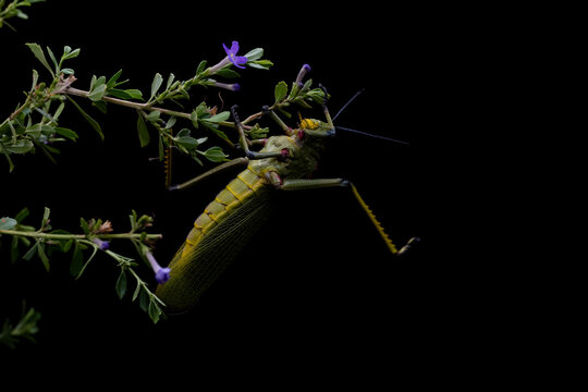 Motivational Hang in there, South African Milkweed Locust Grasshopper with textures . showing the Beauty in nature. Closeup makro photograph in a studio with isolated on a  black background.