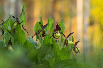 Blooming Lady's-slipper orchid in Estonian boreal forest	 during an early summer morning
