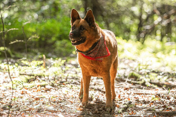 Portrait of an adult eurasian crossbreed dog posing in a forest in late summer outdoors