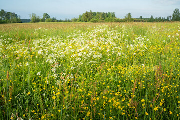 A colorful variety of wild plants on a summery meadow during an early morning in Estonia, Northern Europe