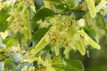 Close-up of the Small-leaved linden flowers on a summer day in Estonian boreal forest. 