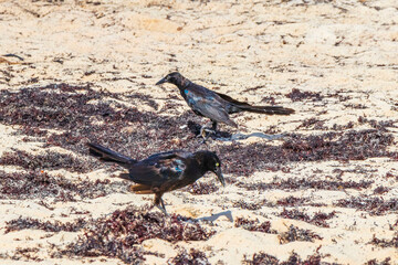 Obraz premium Great-Tailed Grackle bird is eating sargazo on beach Mexico.