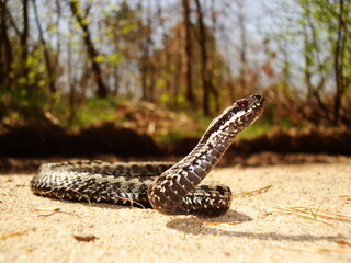 young viper passes on a sandy road