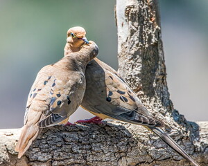 Mourning doves getting to know each other with a little necking
