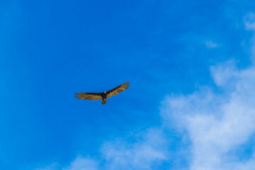 Fototapeta na wymiar Tropical Black Turkey Vulture Cathartes aura aura blue sky Mexico.