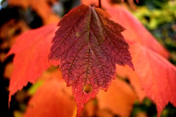 red maple leaf
