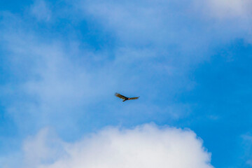 Tropical Black Turkey Vulture Cathartes aura aura blue sky Mexico.