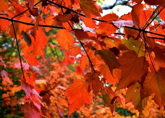 red maple leaves