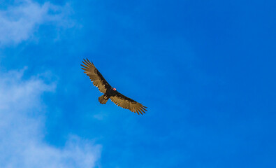Tropical Black Turkey Vulture Cathartes aura aura blue sky Mexico.