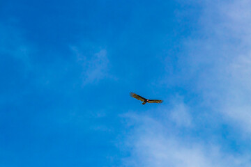 Tropical Black Turkey Vulture Cathartes aura aura blue sky Mexico.