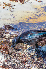 Great-Tailed Grackle bird is eating sargazo on beach Mexico.