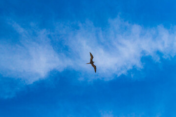 Fregat birds flock fly blue sky clouds background in Mexico.