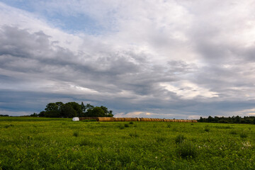 Obraz premium Round bales of hay are laid out in a long line on a green farmer's meadow, evening under a picturesque overcast sky.
