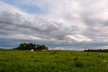 Round bales of hay are laid out in a long line on a green farmer's meadow, evening under a picturesque overcast sky.