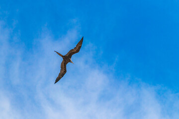 Fregat birds flock fly blue sky clouds background in Mexico.