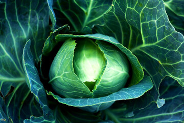 Fresh, white cabbage growing in a vegetable garden on a farm.