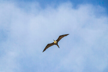 Fregat birds flock fly blue sky clouds background in Mexico.