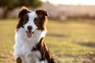 Black and white Border Collie dog posing on the grass in the park sticking out the tongue open mouth in the warm sun during golden hour