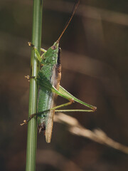 grasshopper on the grass