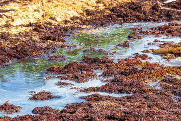 Very disgusting red seaweed sargazo beach Playa del Carmen Mexico.