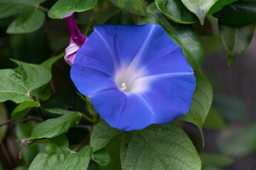 朝顔
