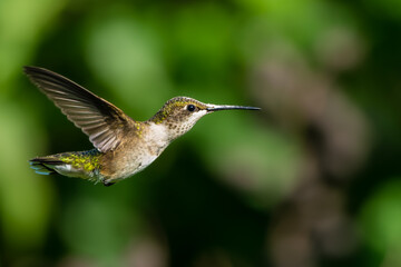 Fototapeta na wymiar Ruby-throated Hummingbird (Archilochus colubris) in Flight