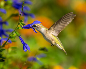 Ruby-throated Hummingbird (Archilochus colubris) Feeding On Blue Flower with Pastel Background