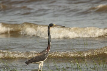 lago de fauna