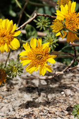 Yellow flowering terminal racemose radiate head inflorescences of Encelia Virginensis, Asteraceae, native gynomonoecious deciduous shrub in the Coachella Valley, Sonoran Desert Springtime.