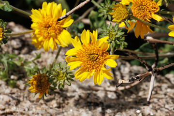 Yellow flowering terminal racemose radiate head inflorescences of Encelia Virginensis, Asteraceae, native gynomonoecious deciduous shrub in the Coachella Valley, Sonoran Desert Springtime.