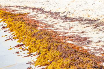 Very disgusting red seaweed sargazo beach Playa del Carmen Mexico.